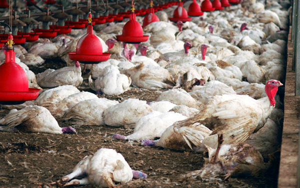 GRIPPE AVIAIRE – Le Burkina Faso gèle ses importations en provenance du Sénégal