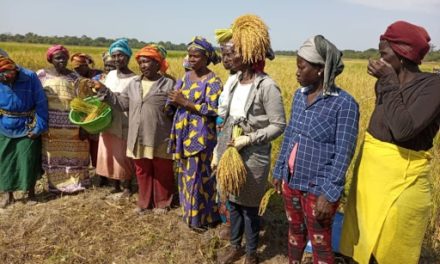 SÉCURITÉ ALIMENTAIRE - Les productrices de riz des régions de Kolda et Sédhiou impactées par le Covid-19