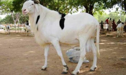 KEUR MOMAR SARR  - Un mineur de 16 ans vole le mouton de Tabaski du commandant de la Brigade de gendarmerie 