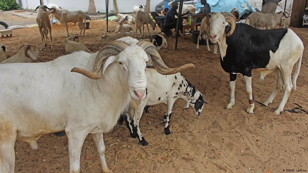 TABASKI – C’est ce mardi pour la Coordination des musulmans du Sénégal
