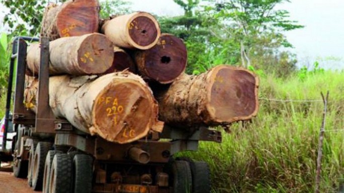 TRAFIC DE BOIS - 8 personnes arrêtées en Casamance