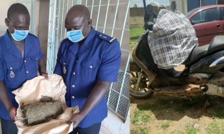 AXE MBOUR-SÉDHIOU - La gendarmerie fait une saisie de 140 kilos de chanvre indien
