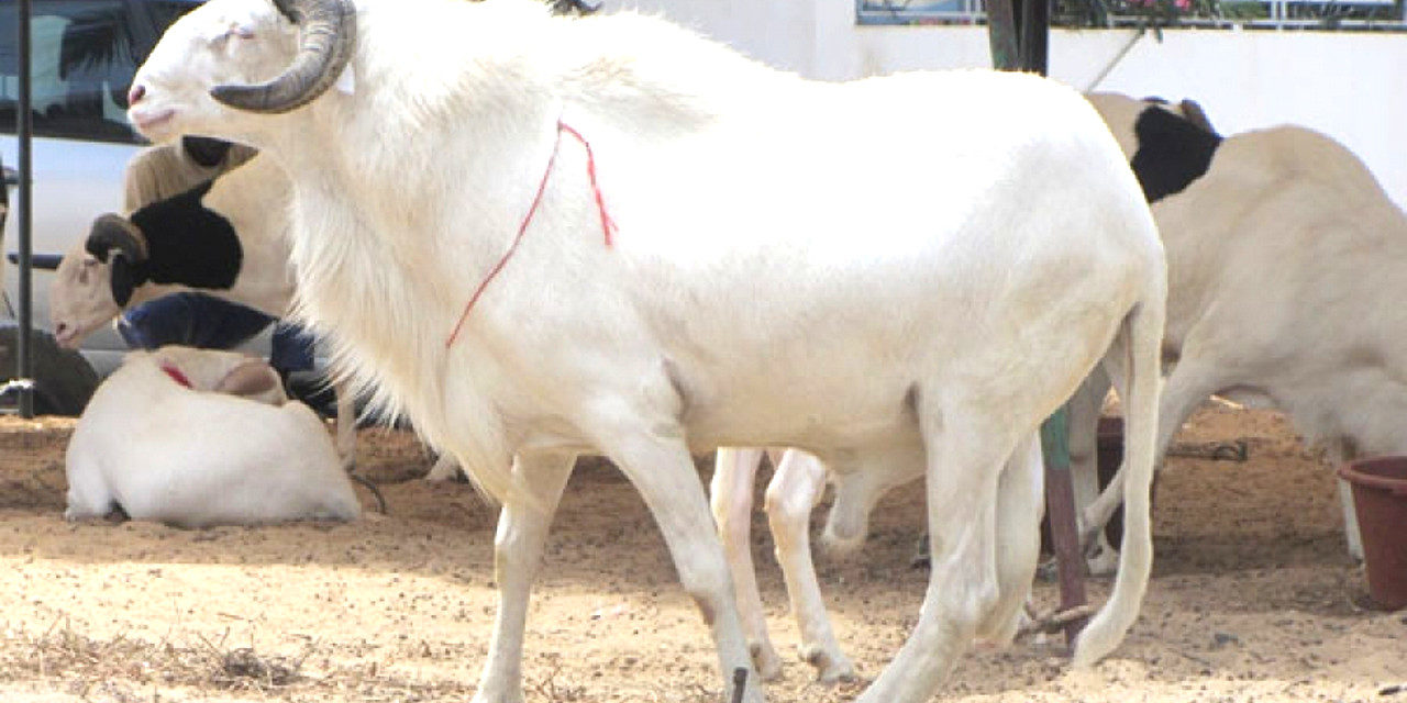 TABASKI 2024 - L'Arabie Saoudite a annoncé sa date