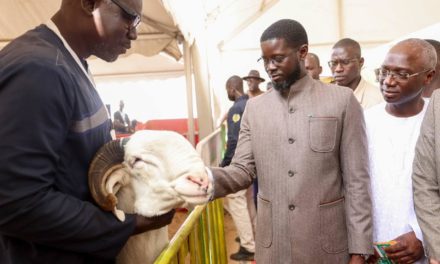 BASSIROU DIOMAYE FAYE - "Le vol de bétail est un fléau qu’il convient d’éradiquer urgemment"