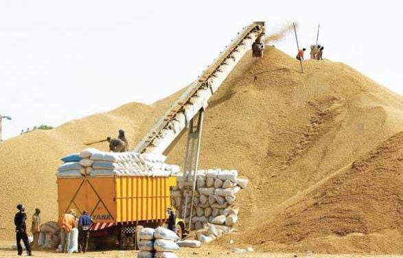 COMMERCIALISATION DE L’ARACHIDE - Des paysans bradent leurs productions, faute d’acheteurs