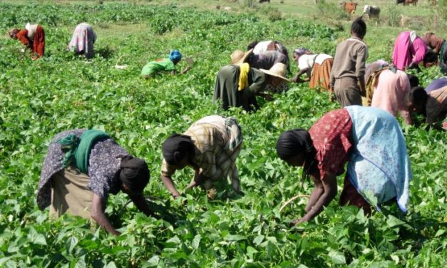AGRICULTURE ET ELEVAGE- Des Coopératives agricoles communautaires lancées cette année