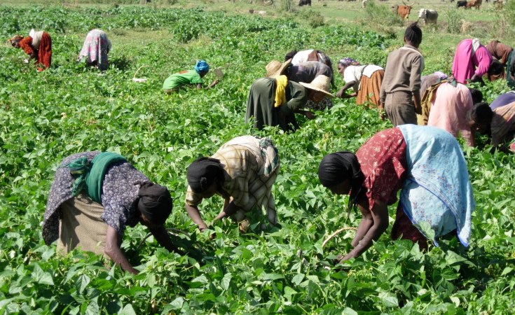 AGRICULTURE ET ELEVAGE- Des Coopératives agricoles communautaires lancées cette année