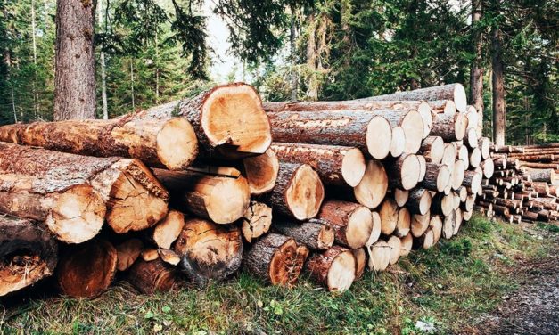 DÉFORESTATION ILLÉGALE - 344 troncs de bois saisis à Médina Yoro Foula