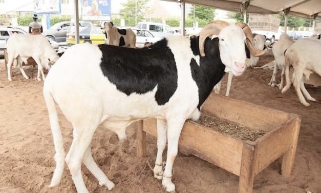 TABASKI 2025 - La Coordination des Musulmans du Sénégal célèbre le vendredi 6 juin