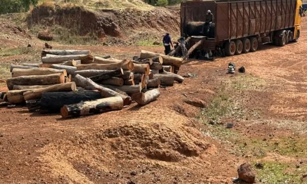 TRAFIC DE BOIS À MÉDINA YORO FOULAH -La Gendarmerie démantèle un réseau et saisit 250 billons de bois