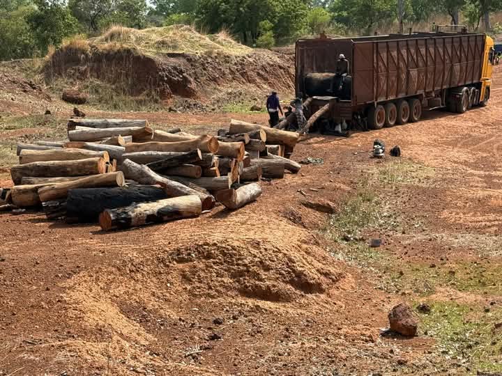 TRAFIC DE BOIS À MÉDINA YORO FOULAH -La Gendarmerie démantèle un réseau et saisit 250 billons de bois