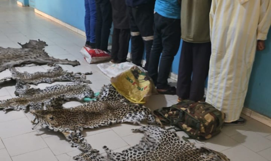 KÉDOUGOU - Sept individus interpellés avec des peaux de léopard et d’hyène