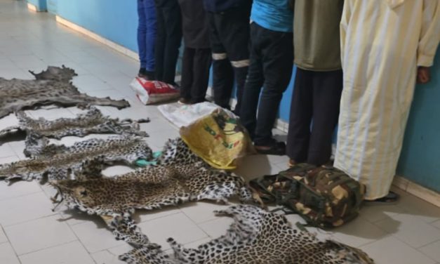 KÉDOUGOU - Sept individus interpellés avec des peaux de léopard et d’hyène