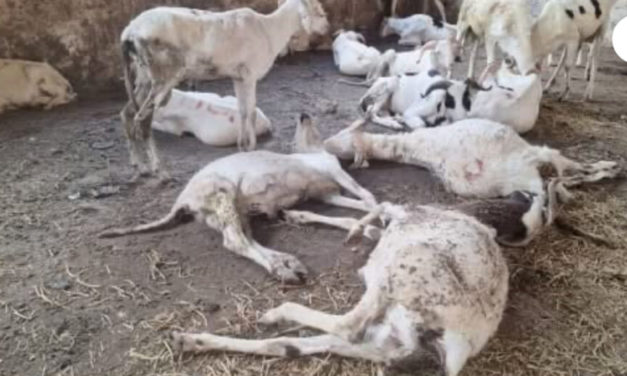 BIGNONA - Un incident grippe l'opération Tabaski initiée par la Der