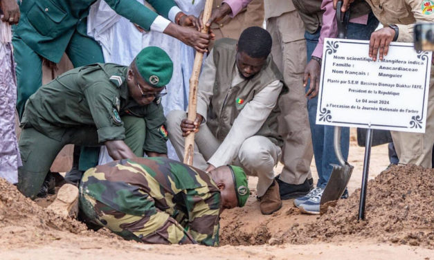 CONSEIL DES MINISTRES - Le Président Diomaye Faye plaide pour la culture du reboisement