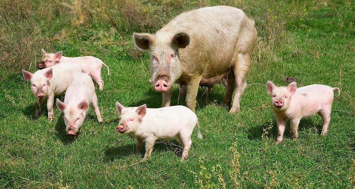 MBOUR - Un vigile arrêté pour tentative de vol de porc, se heurte à la résistance de l'animal