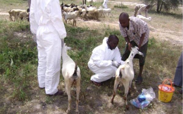 SAINT-LOUIS-  Quatre morts liés à la fièvre de la Vallée du Rift