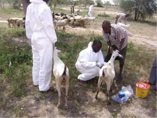 SAINT-LOUIS-  Quatre morts liés à la fièvre de la Vallée du Rift