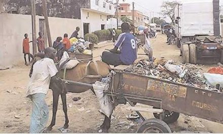 MALTRAITANCE DES CHEVAUX - Le ministre Bamba Cissé en croisade contre les charretiers