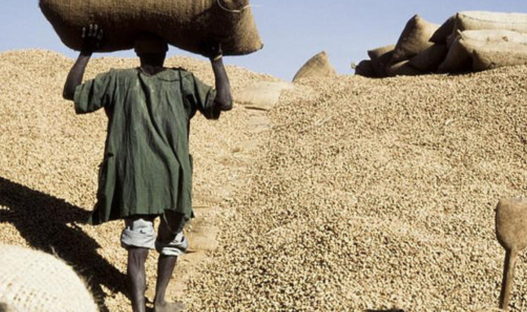 EXPORTATION D'ARACHIDES - Le gouvernement prépare un nouveau cadre réglementaire