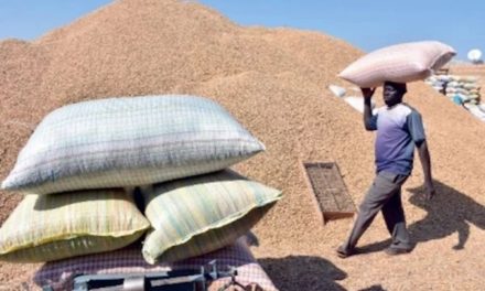 CAMPAGNE ARACHIDIÈRE À KAFFRINE - Des paysans peinent à écouler leurs graines d’arachide