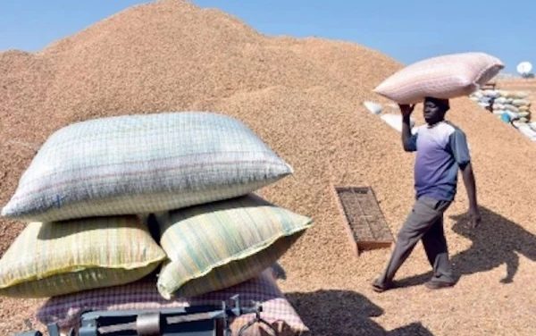 CAMPAGNE ARACHIDIÈRE À KAFFRINE - Des paysans peinent à écouler leurs graines d’arachide