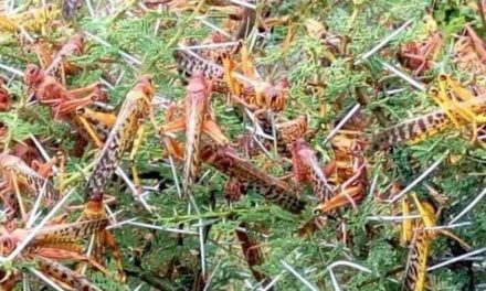 PRÉSENCE DE CRIQUETS DANS LE NORD- Le Cnsa annonce des mesures préventives