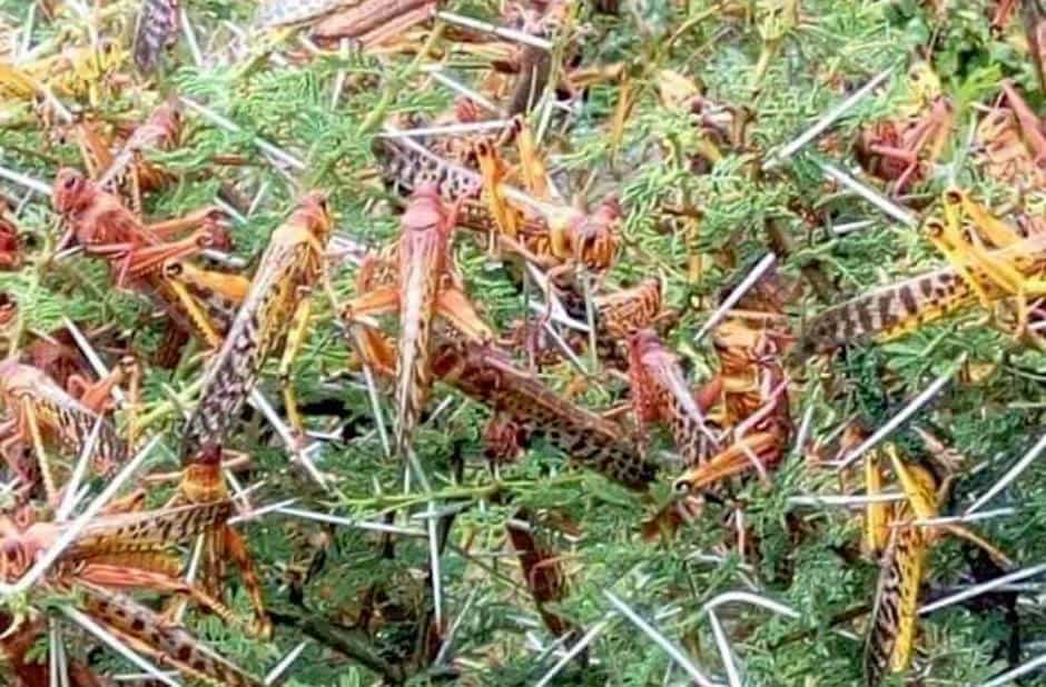 PRÉSENCE DE CRIQUETS DANS LE NORD- Le Cnsa annonce des mesures préventives