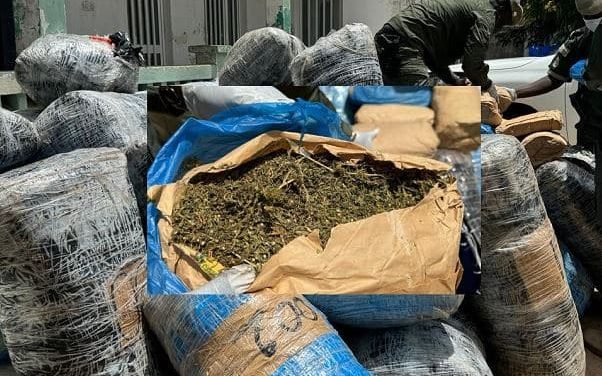 MBOUR - 120 kg de chanvre indien saisis
