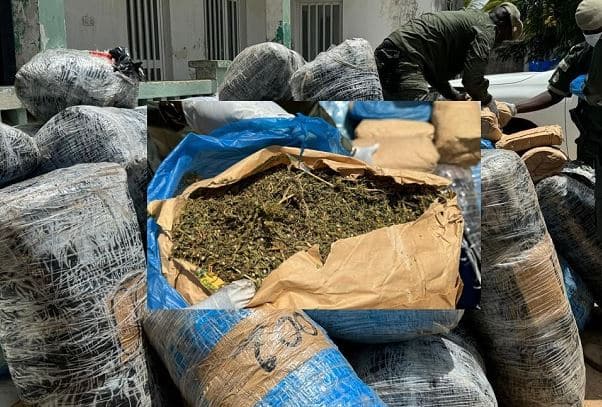 MBOUR - 120 kg de chanvre indien saisis