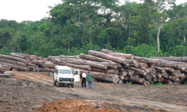 DÉFORESTATION AU COURS DES DIX DERNIÈRES ANNÉES - Le Sénégal perd 11 500 ha de forêts par an