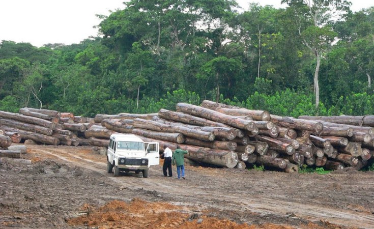 DÉFORESTATION AU COURS DES DIX DERNIÈRES ANNÉES - Le Sénégal perd 11 500 ha de forêts par an