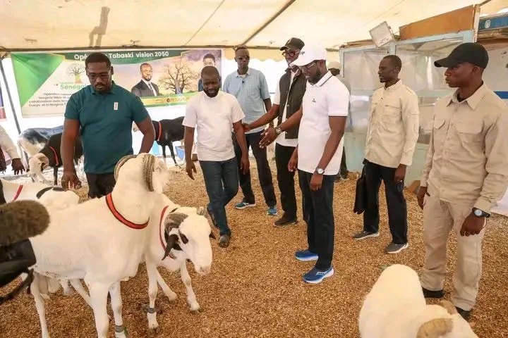 LIBÉRATION DES 18 SUPPORTERS SÉNÉGALAIS - Diomaye Faye offre 2 millions et un mouton à chacun