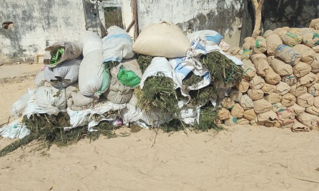 NORD SINDIAN : plus de 6 tonnes de drogue saisies et 14 rebelles arrêtés lors d’une vaste opération militaire