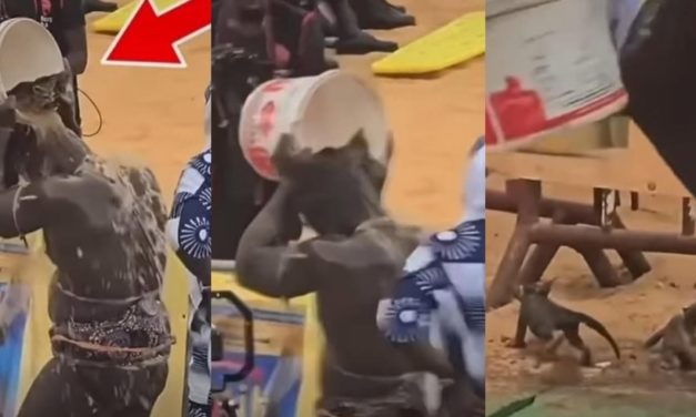 UTILISATION DE CHATONS LORS DU COMBAT REUG REUG–BOY NIANG 2 : la Direction des parcs nationaux condamne et brandit la menace de sanctions